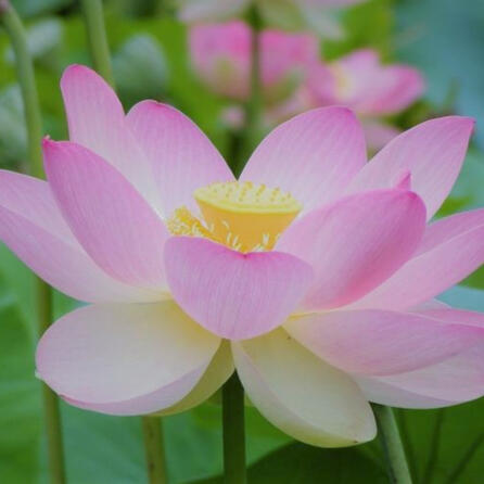 An Indian/Sacred Lotus!